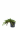 Можжевельник казацкий Тамарисцифолия (Tamariscifolia)