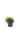 Кипарисовик горохоплодный Филифера Ауреа (Filifera aurea)